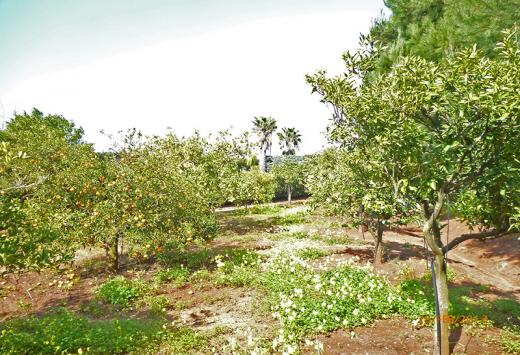 Villino allo stato rustico a 4 Km dal mare - Immobili Residenziali Porto Cesareo