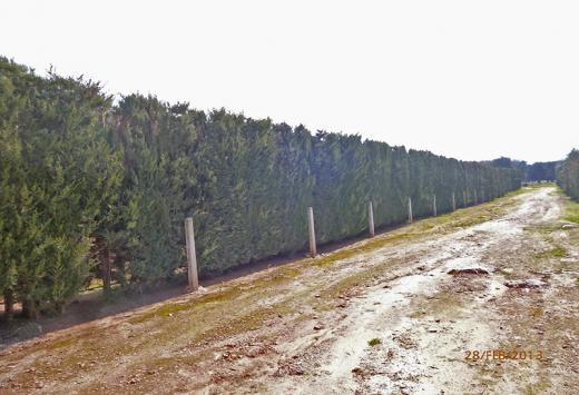 Villino allo stato rustico a 4 Km dal mare - Immobili Residenziali Porto Cesareo