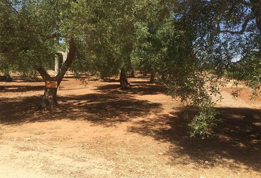 ULIVETO - Terreni Agricoli Leverano