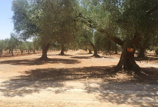 ULIVETO - Terreni Agricoli Leverano