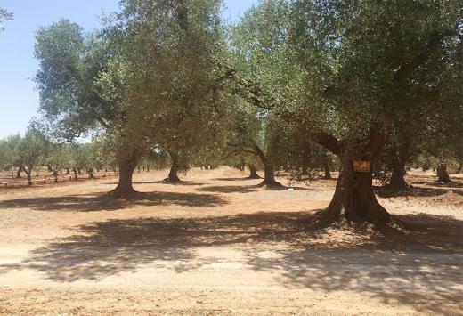 ULIVETO - Terreni Agricoli Leverano