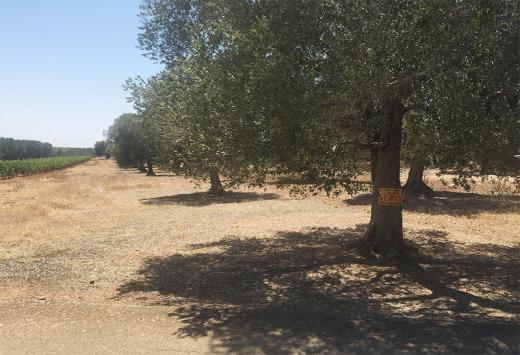 ULIVETO - Terreni Agricoli Leverano