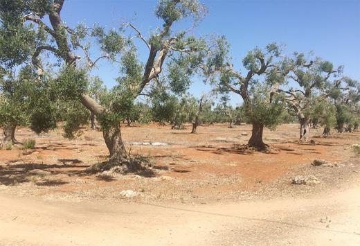 ULIVETO - Terreni Agricoli Leverano